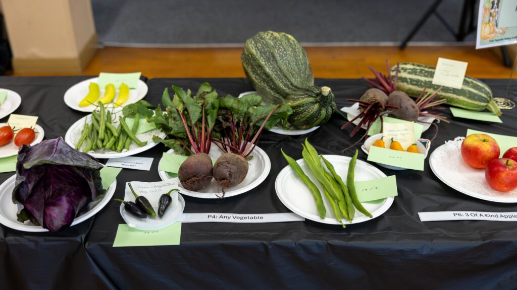 A selection of entries in the produce category; a red cabbage, chilies, beetroot, a large marrow, runner beans and apples